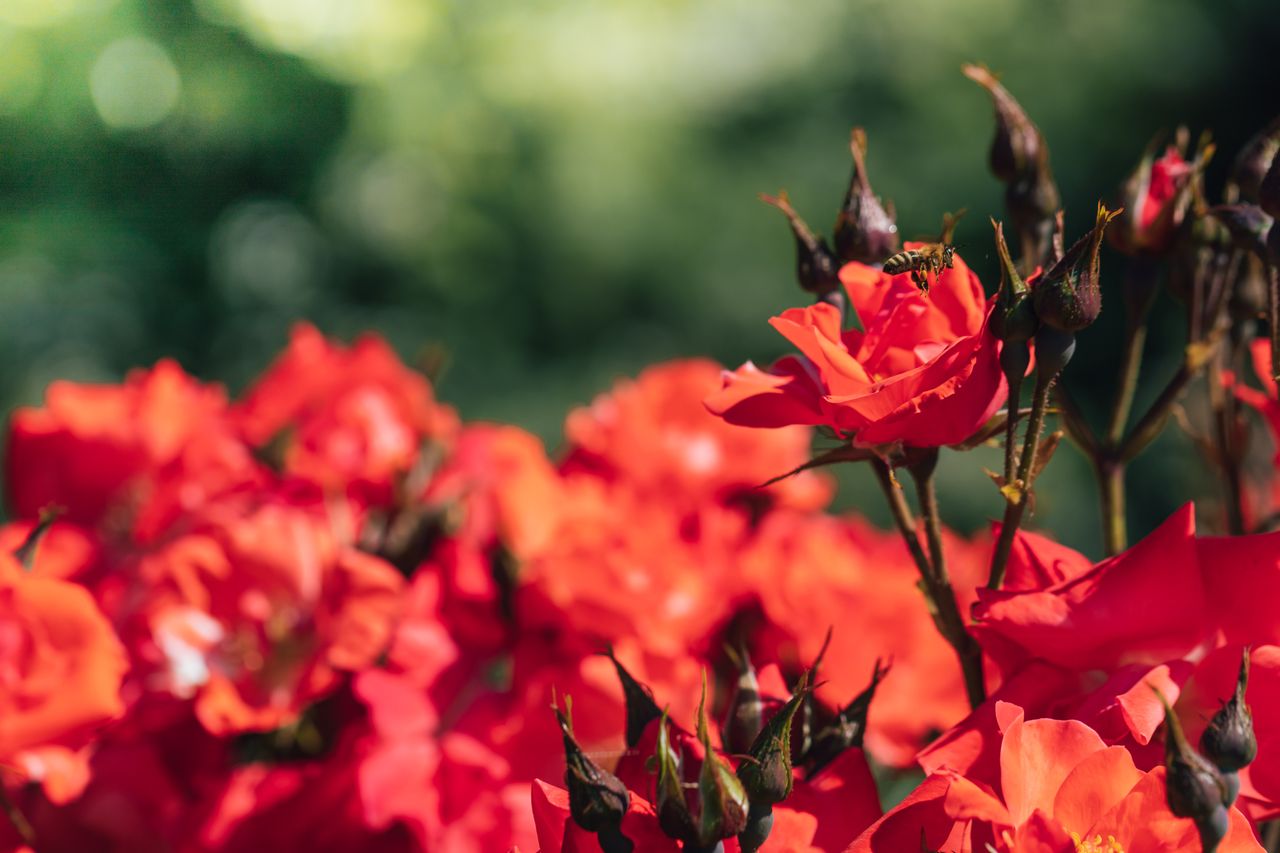 A bee sits on blooming red roses, showcasing vibrant summer nature.