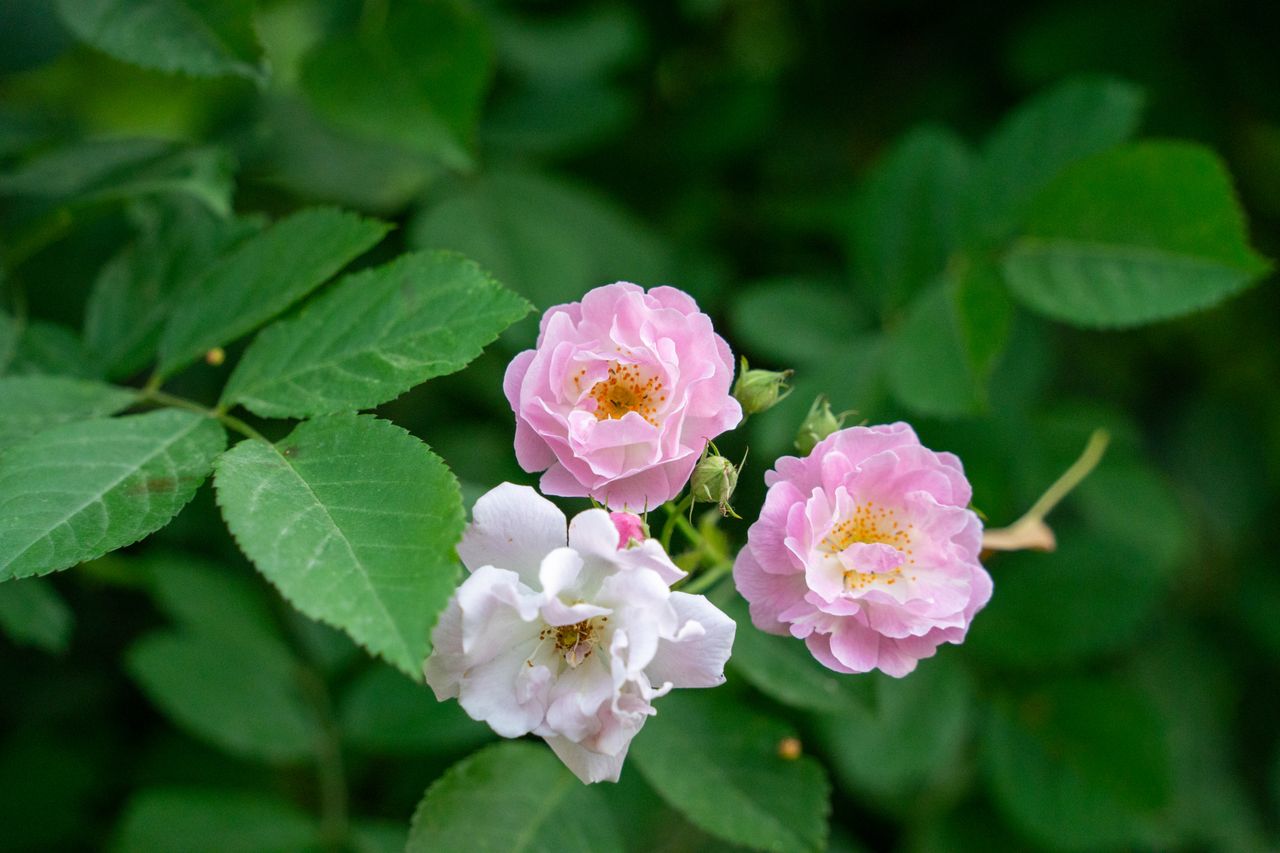 Three delicate pink roses bloom amidst lush green foliage, showcasing natural beauty.