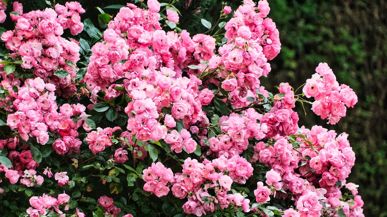Lush garden filled with vibrant pink Roses in full bloom during springtime.
